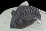 Bargain, Metacanthina Trilobite - Lghaft, Morocco #100677-1
